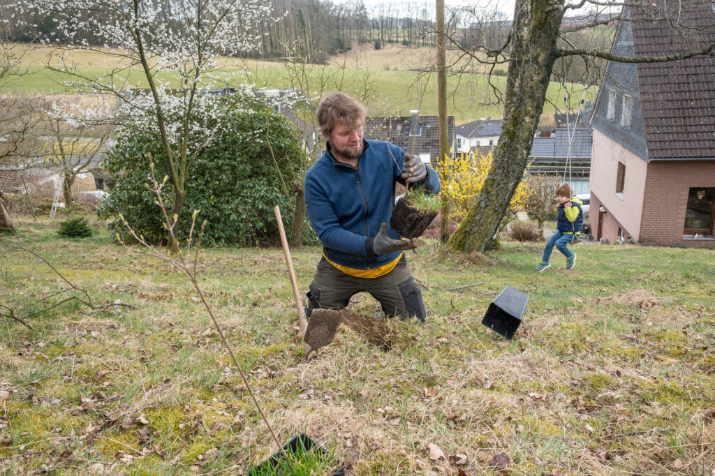 Ein Mann pflanzt einen jungen Baum und setzt ihn in ein vorbereitetes Pflanzloch